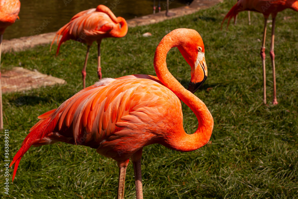roup of wild pink flamingo near the lak roup of wild pink flamingo near the lak