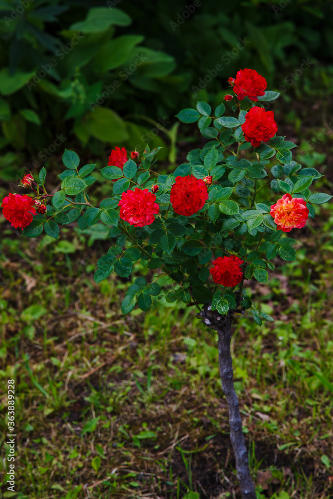 Red roses bush in the garden. Growing roses in the garden.
