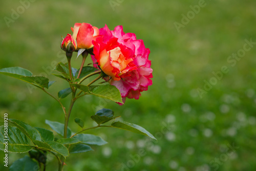 Red roses bush in the garden. Growing roses in the garden.