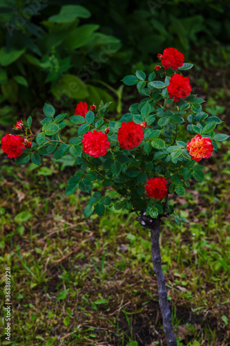 Red roses bush in the garden. Growing roses in the garden.