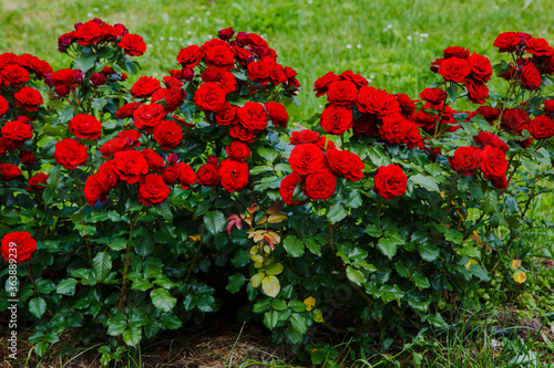 Fototapeta Naklejka Na Ścianę i Meble -  Red roses bush in the garden. Growing roses in the garden.