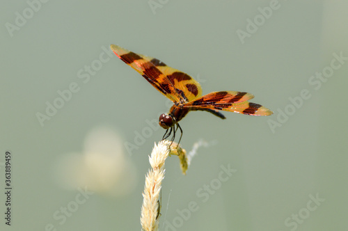 Halloween Pennent Dragonfly photo