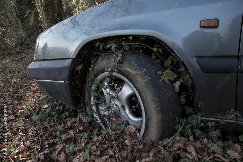 A detail of an abandoned car in the middle of nature. Vines and plants are growing through the wheels of the grey or blue vehicle.  A concept of the consequences of a nuclear evacuation or COVID-19.