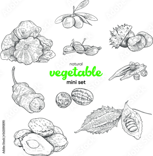 Natural vegetable mini set. Vintage hand drawing sketch vector illustration. Linear graphics. Patisson, capers, olives, olive, pepper Peter, melotria, momodrika, okra, chayote