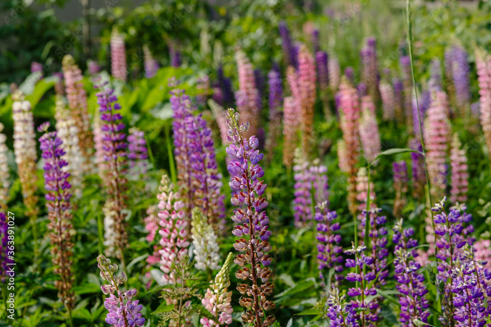 Lupinus, lupin, lupine field with pink purple and blue flowers. Summer flower background Lupinus, lupin, lupine field with pink purple and blue flowers. Summer flower background
