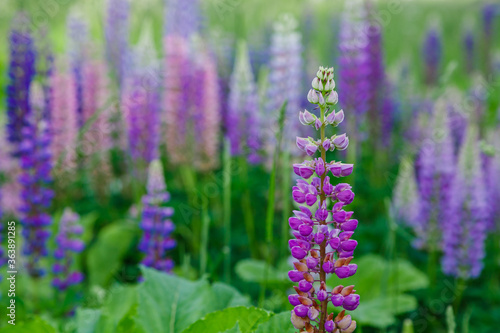 Lupinus  lupin  lupine field with pink purple and blue flowers. Summer flower background