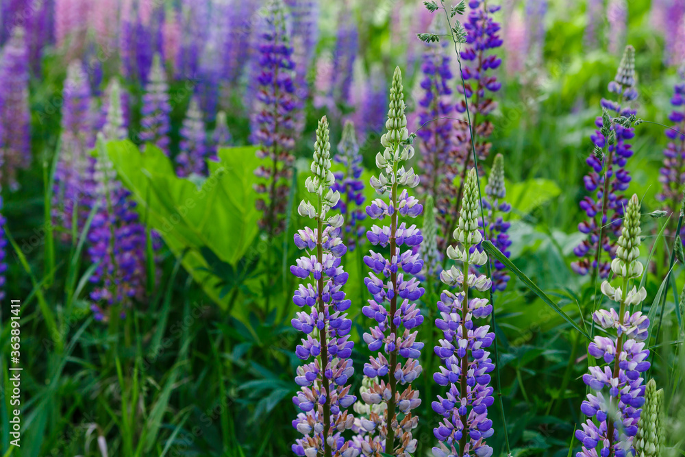 Lupinus, lupin, lupine field with pink purple and blue flowers. Summer flower background Lupinus, lupin, lupine field with pink purple and blue flowers. Summer flower background