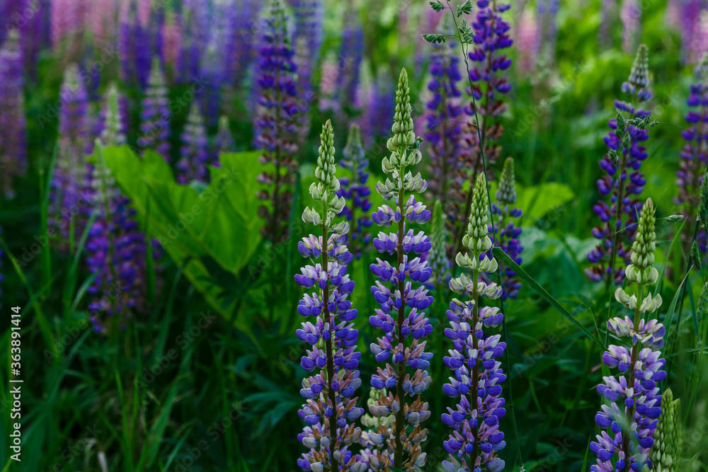 Purple wild flowers of Prunella vulgaris (Utsubogusa) Purple wild flowers of Prunella vulgaris (Utsubogusa)