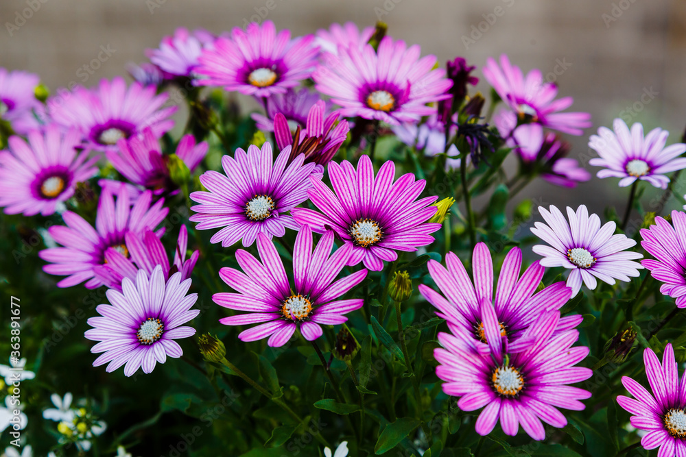Beautiful flowering bush of Osteospermum (daisybushes or African daisies, South African daisy and Cape daisy). Purple daisy for gardening and landscaping.