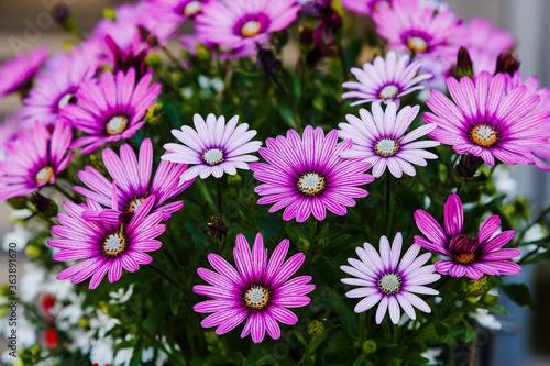 Beautiful flowering bush of Osteospermum (daisybushes or African daisies, South African daisy and Cape daisy). Purple daisy for gardening and landscaping.