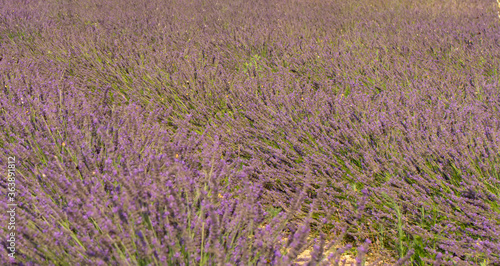 Lavender flower, selective and soft focus on lavender flowers.