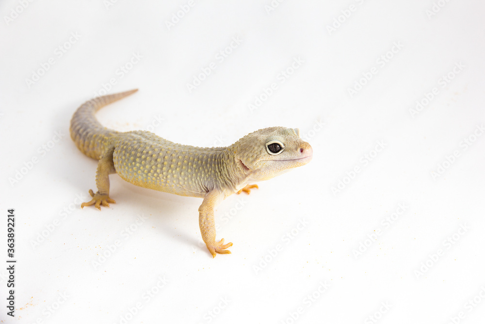 Obraz premium Eublepharis macularius - a juvenile albino Leopard gecko, isolated on a white background. The young, friendly looking reptile seems to be smiling a bit.