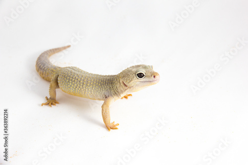 Eublepharis macularius - a juvenile albino Leopard gecko  isolated on a white background. The young  friendly looking reptile seems to be smiling a bit.