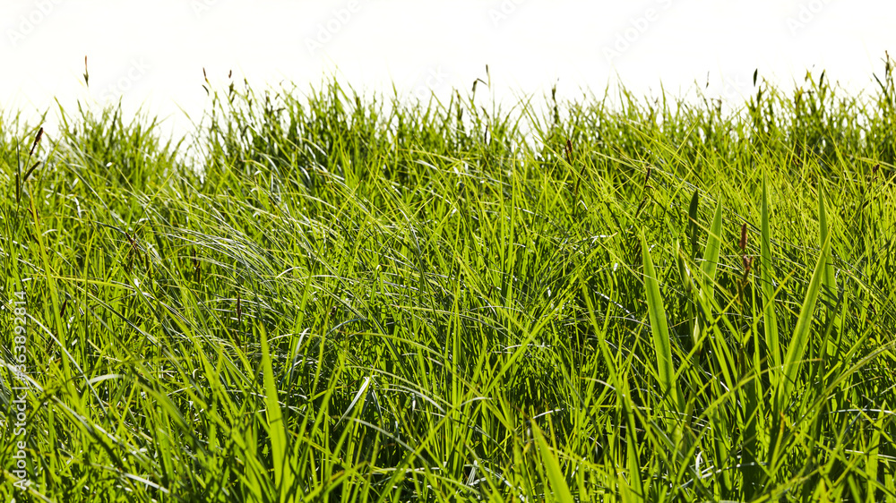Obraz premium Green grass isolated against white as a background texture