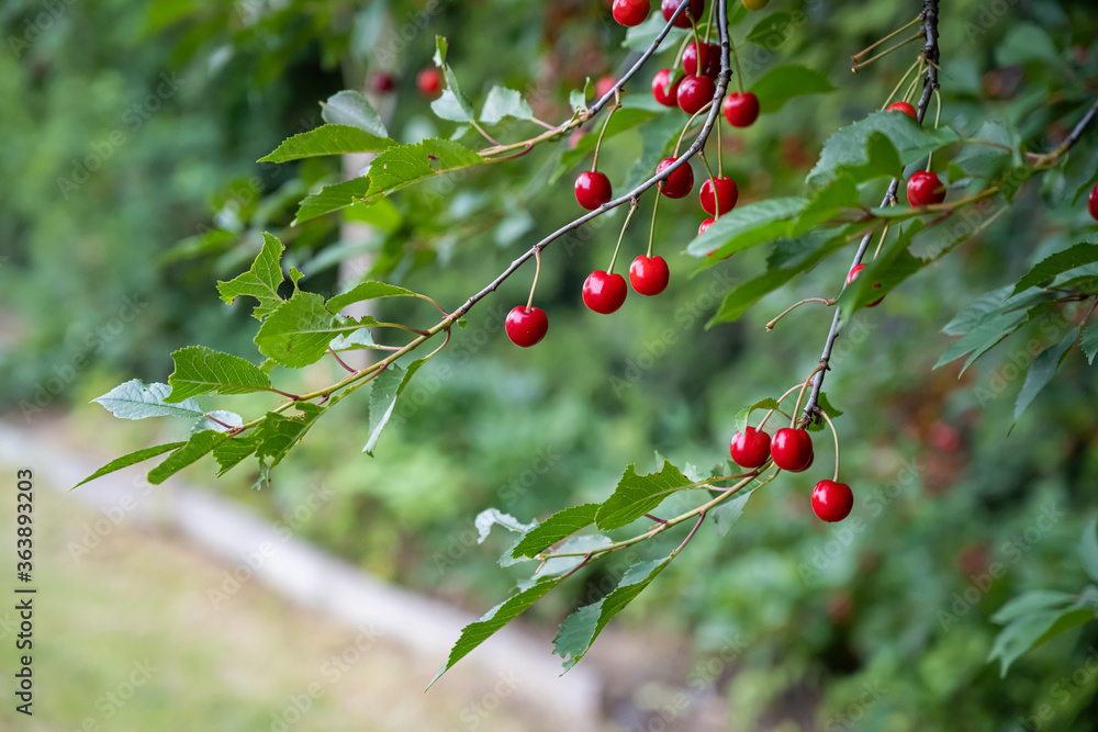 Close-up picture of red sherry berries on a tree. Green leaves. Green background. Garden photo