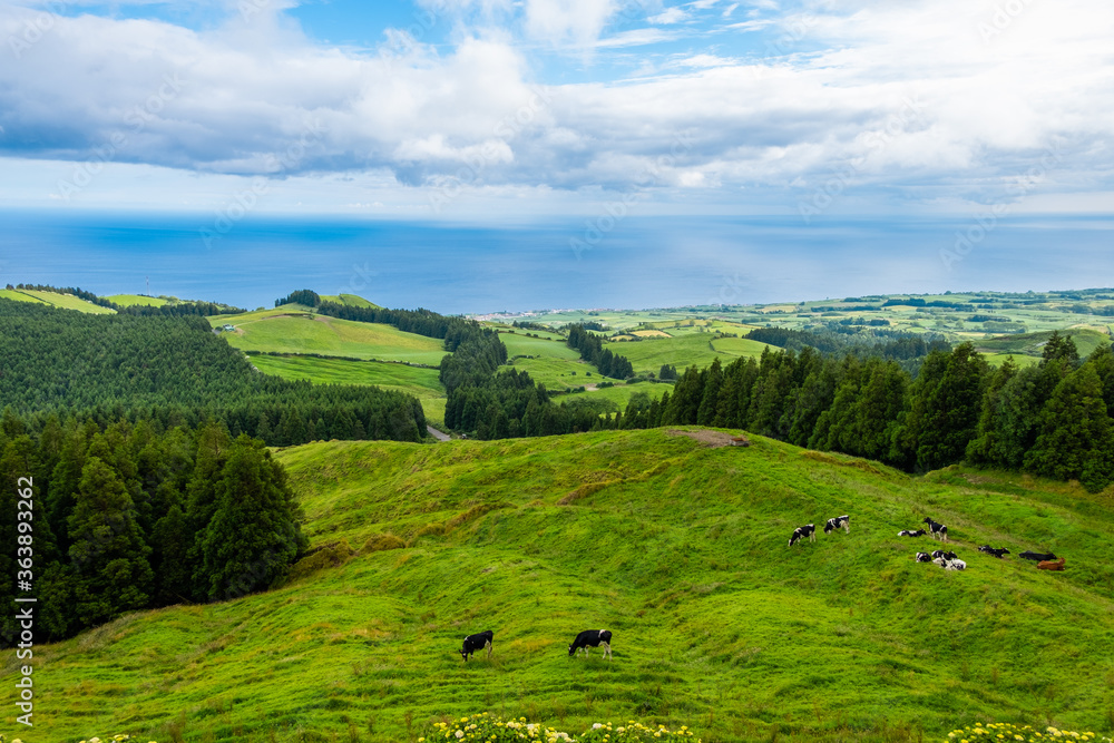 Obraz premium Landscape view with the cattle rising and the Atlantic ocean as background in the island of São Miguel in Azores