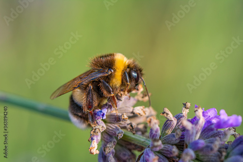Close-Up Of Bumblebee On Lavender Bee pollinating lavender