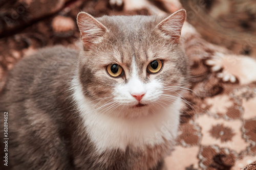 Wallpaper Mural Gloomy unhappy grey domestic cat Torontodigital.ca