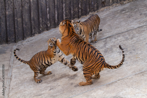  two tigers playing on concrete in the park