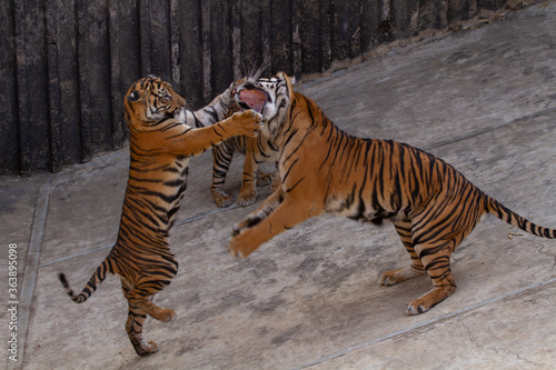  two tigers playing on concrete in the park