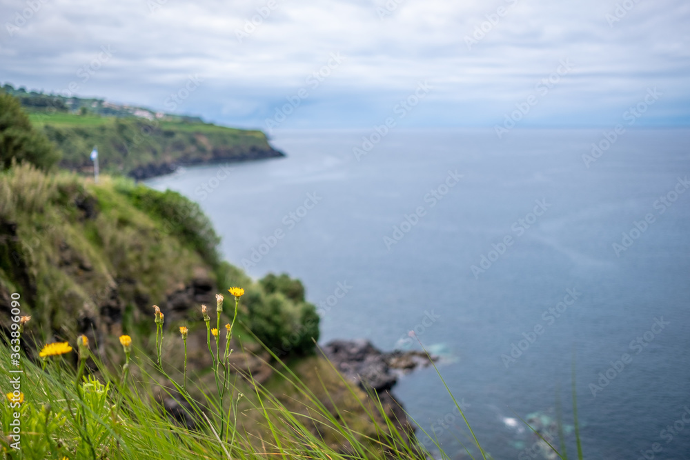 Small Yellow flowers in focus and in the background the north coast landscape ocean view in Sao Miguel island, Azores Portugal. Small Yellow flowers in focus and in the background the north coast landscape ocean view in Sao Miguel island, Azores Portugal.