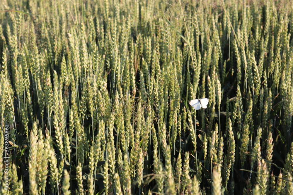 butterfly and the wheat field in the wind butterfly and the wheat field in the wind