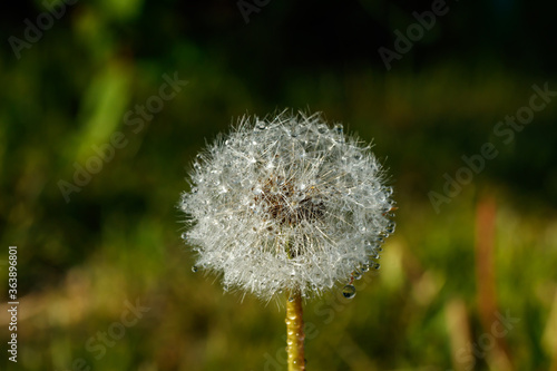 Beautiful fluffy dandelion with rain drops and seeds against the green grass