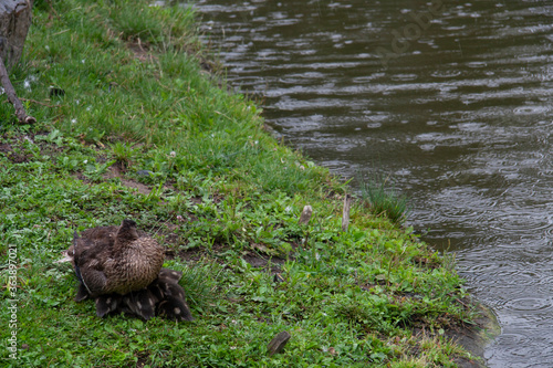 duck in grass 