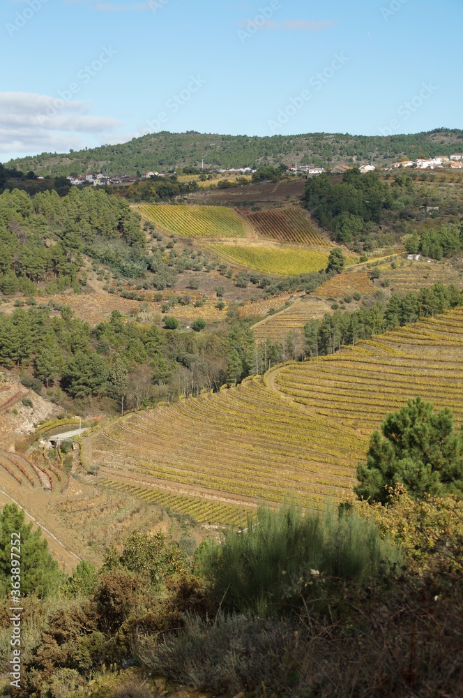 The valley of the Dora river.Growing vineyards for port wine.Grape expanses, yellow, orange, maroon fields of vineyards in Portugal.Ripe grapes in autumn for wine.Views of the grape mountains and vall