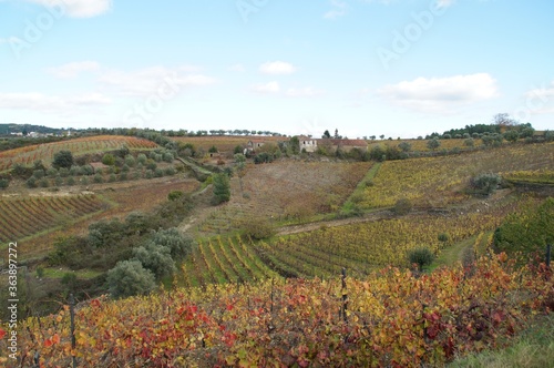 The valley of the Dora river.Growing vineyards for port wine.Grape expanses  yellow  orange  maroon fields of vineyards in Portugal.Ripe grapes in autumn for wine.Views of the grape mountains and vall