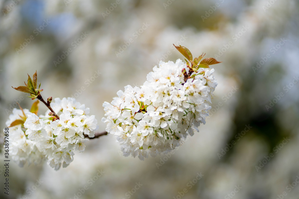 Beautiful spring bunch of flowers on a tree brunch. Beautiful spring bunch of flowers on a tree brunch.