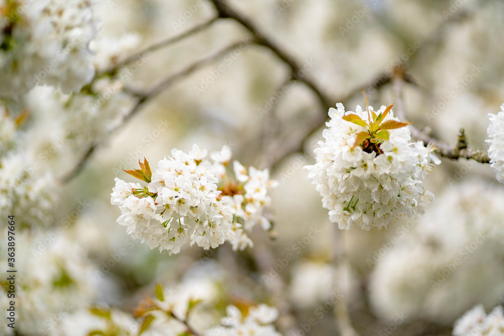 Beautiful spring bunch of flowers on a tree brunch. Beautiful spring bunch of flowers on a tree brunch.