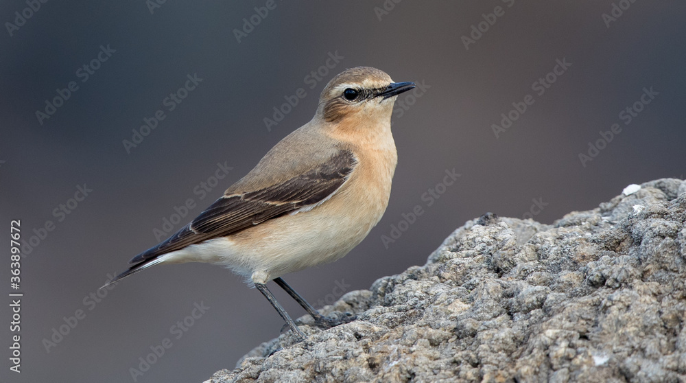 Wheatear Wheatear