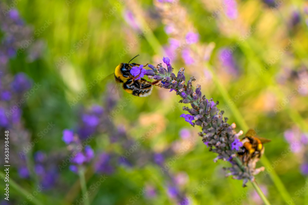 Close-Up Of Bumblebee On Lavender Bee pollinating lavender Close-Up Of Bumblebee On Lavender Bee pollinating lavender