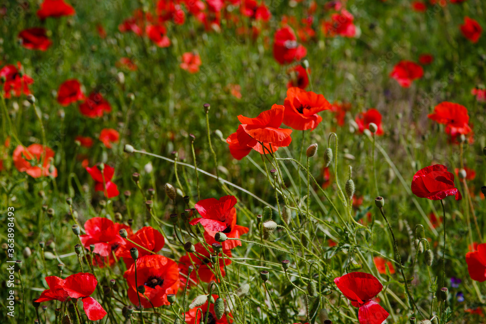 Obraz premium Common Poppy (Papaver rhoeas) in green natural background. Summer floral background