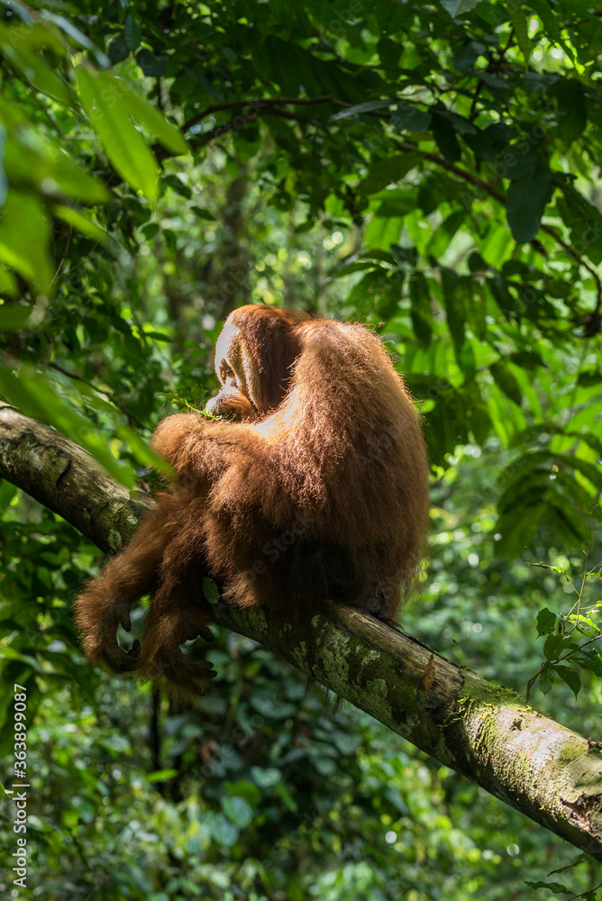 Obraz premium Free, wild male Sumatran orangutan in Gunung Leuser National Park on the Indonesian island of Sumatra. These magnificent animals can be seen in the jungle near the village of Ketambe.
