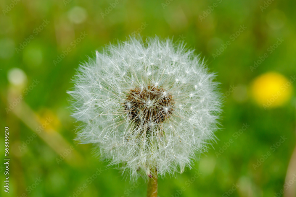 Beautiful fluffy dandelion with seeds against the green grass Beautiful fluffy dandelion with seeds against the green grass