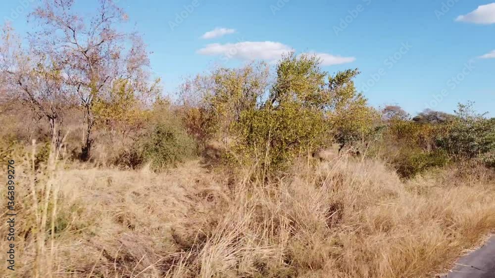 driving on tarmac road in Africa with trees and grassland winter clear skies dry out of focus with grain driving on tarmac road in Africa with trees and grassland winter clear skies dry out of focus with grain