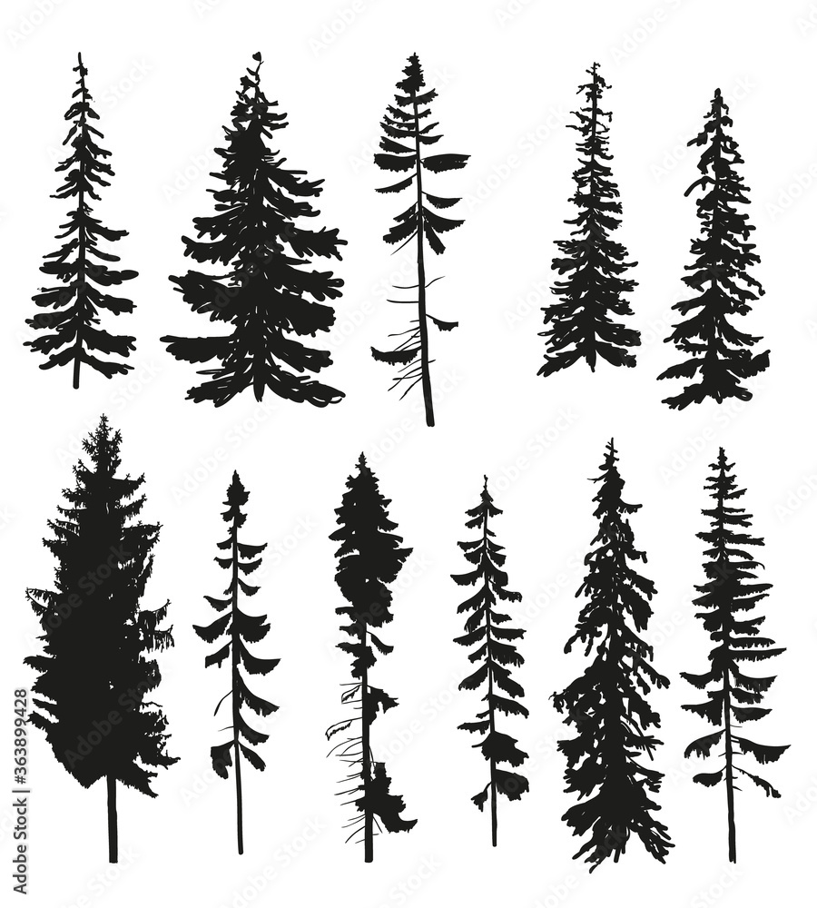 Obraz premium Vector silhouettes of different pine trees. Detailed tee shapes isolated on white. 