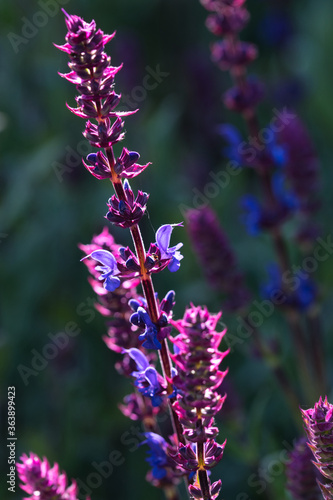 Salvia flowers  purple and violet woodland sage blooming in the summer garden  blurred floral background with selective focus and light and shadows contrast