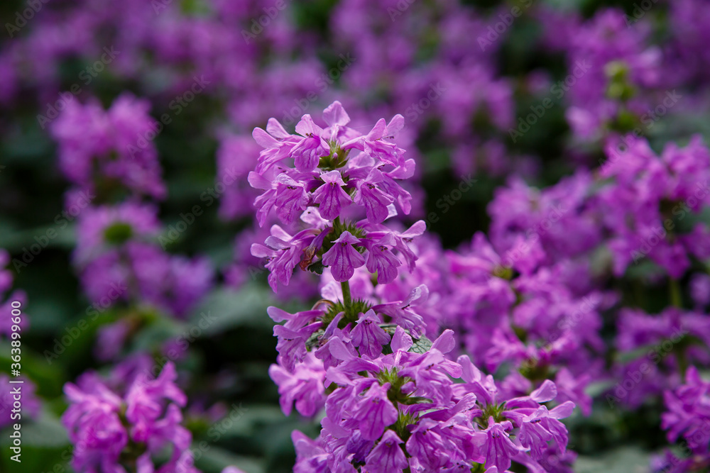 Betonica (syn. Stachys ), common betony, purple betony, is a perennial grassland herb. Betonica grandiflora in garden Betonica (syn. Stachys ), common betony, purple betony, is a perennial grassland herb. Betonica grandiflora in garden
