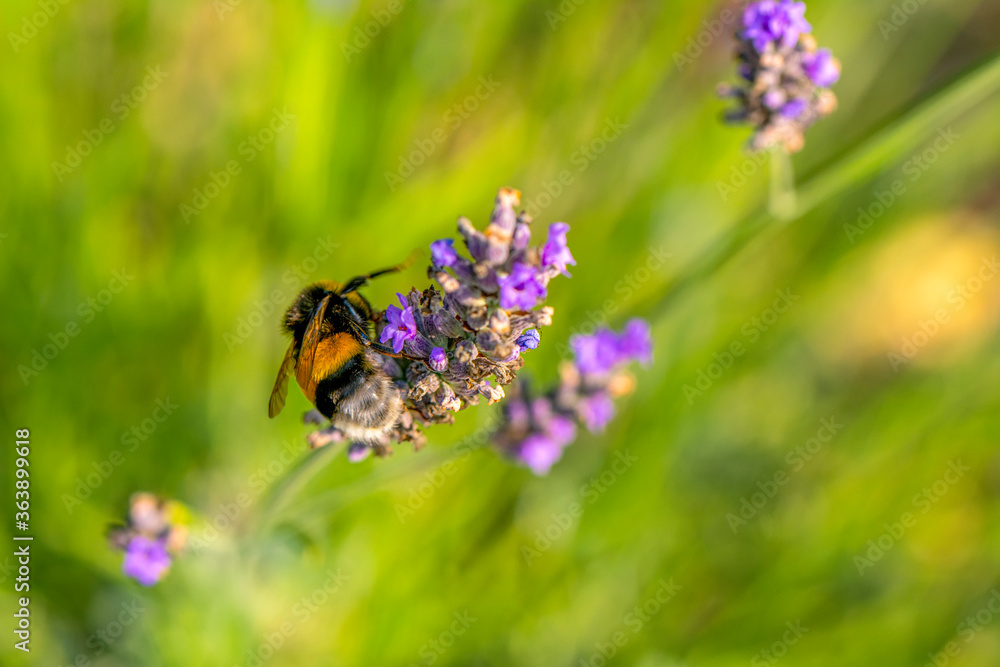 Close-Up Of Bumblebee On Lavender Bee pollinating lavender Close-Up Of Bumblebee On Lavender Bee pollinating lavender