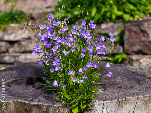 Quadro su tela Blue flowers of Campanula rotundifolia