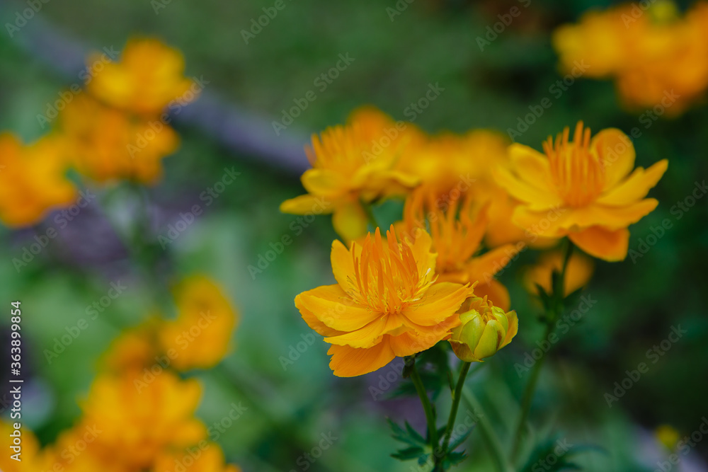 Trollius chinensis bunge in garden. Yellow flowers of trollius chinensis Trollius chinensis bunge in garden. Yellow flowers of trollius chinensis