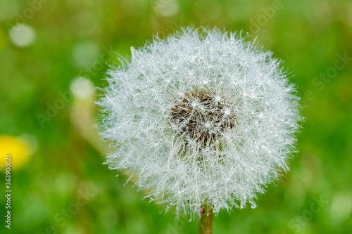 Beautiful fluffy dandelion with rain drops and seeds against the green grass