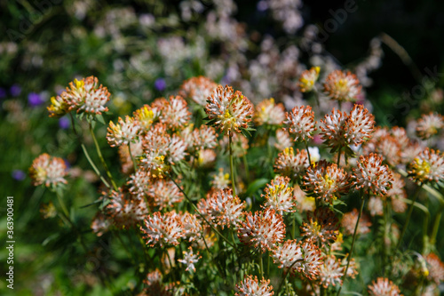 Anthyllis vulneraria, Kidney vetch flower in garden. Medicinal plants in the garden photo