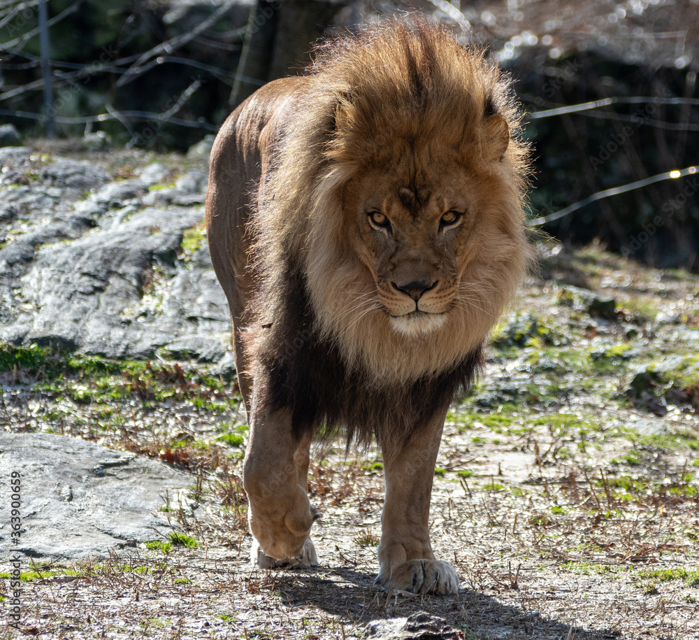 Naklejka premium Lion