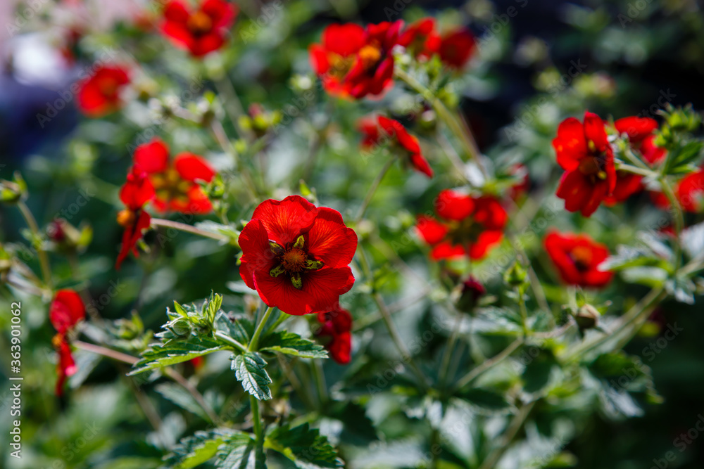 Bloodroot hybrid (Potentilla hybrida) in the garden. Red flower of potentilla hybrida in summer time
