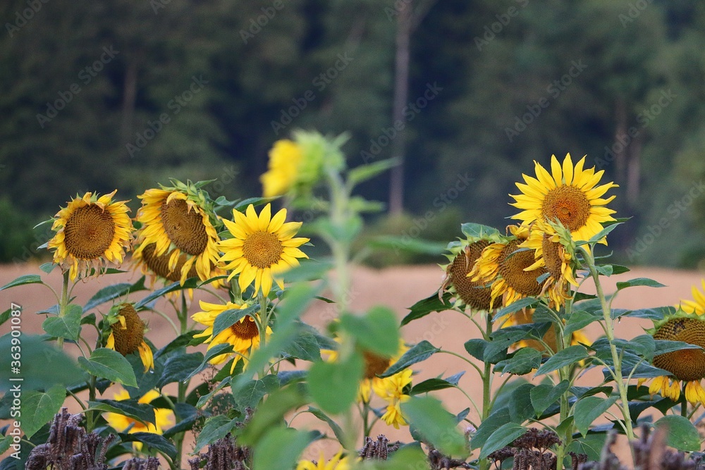 Obraz premium close up of a sunflower field