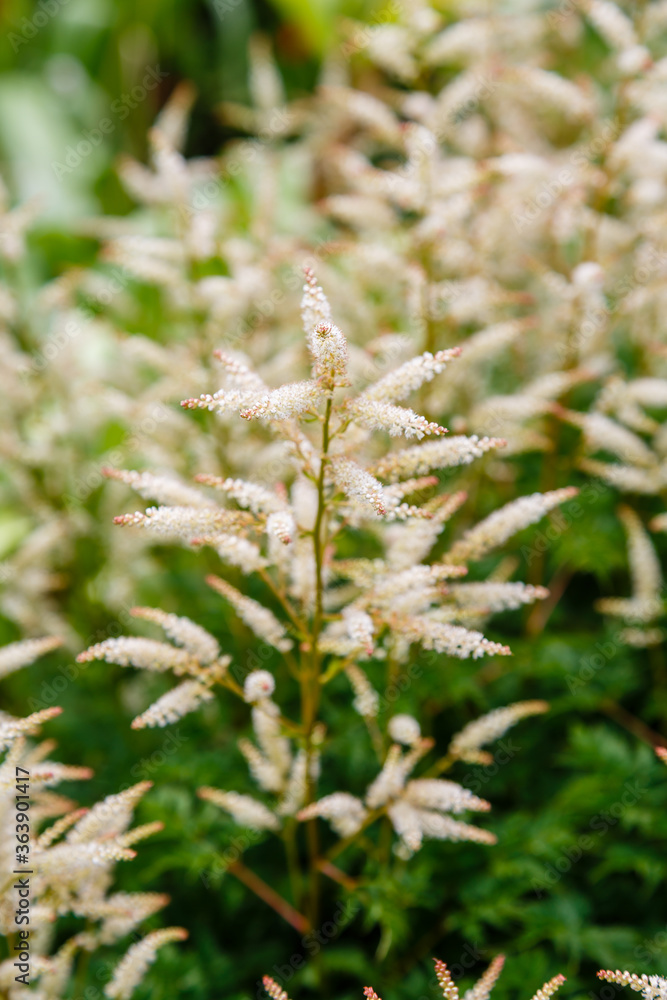 Aruncus dioicus (Walt.) ( goat's beard, buck's-beard or bride's feathers) is a flowering in garden